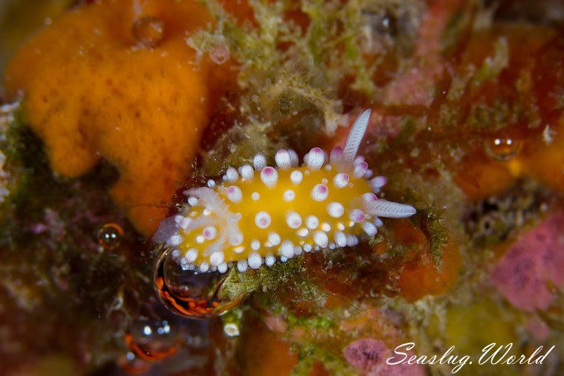 イガグリウミウシ Cadlinella ornatissima