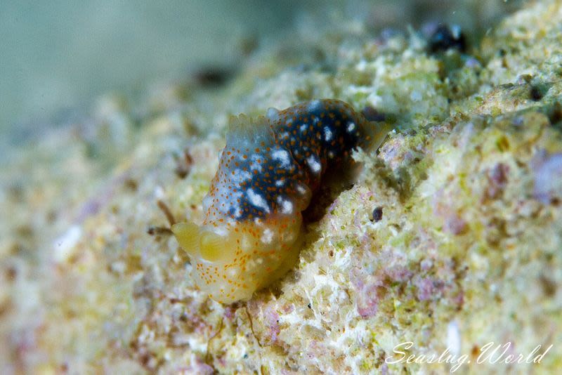 オキナワキヌハダウミウシ Gymnodoris okinawae