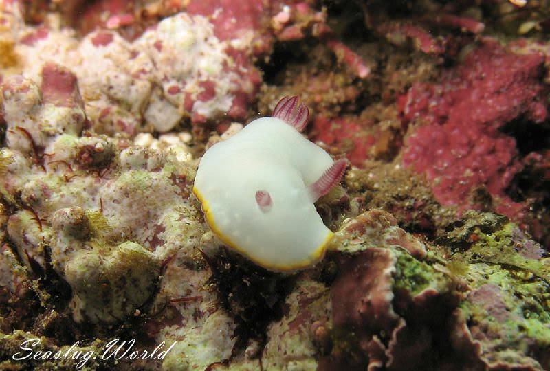 シラヒメウミウシ Goniobranchus sinensis