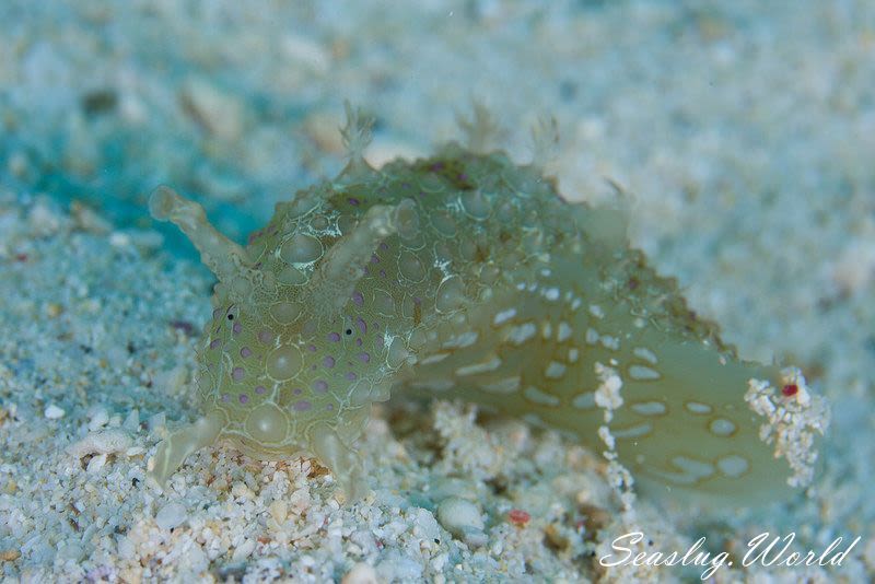 フサウミナメクジ Petalifera ramosa