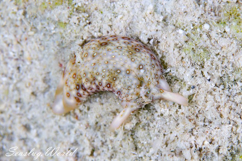 チドリミドリガイ Plakobranchus ocellatus