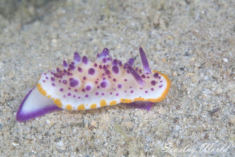 レンゲウミウシ Mexichromis multituberculata