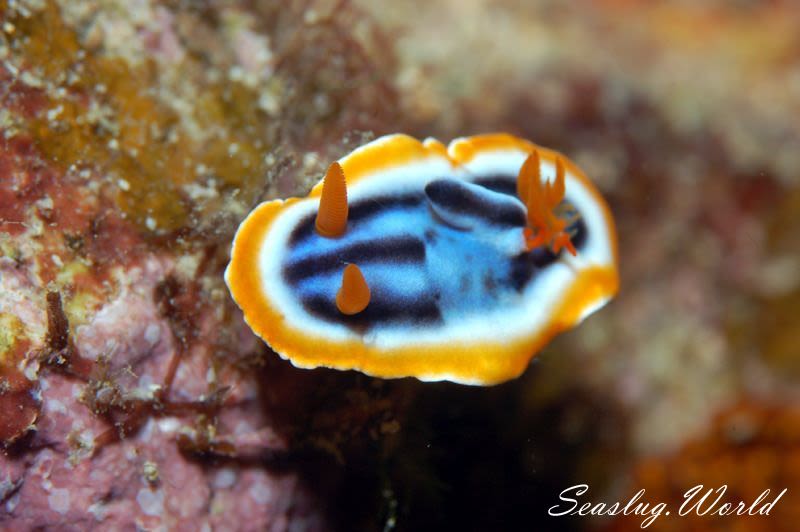 クロシオイロウミウシ Chromodoris sp. 3