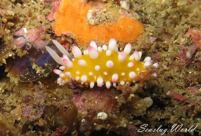 イガグリウミウシ Cadlinella ornatissima