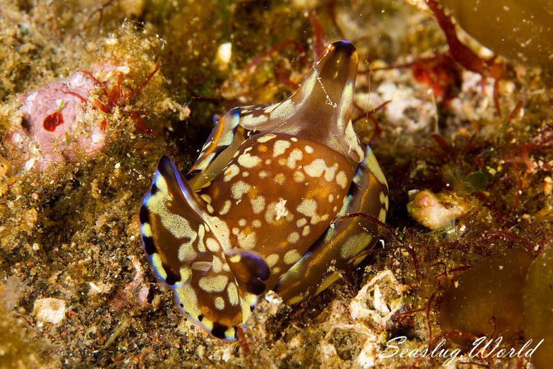 カラスキセワタ Philinopsis speciosa