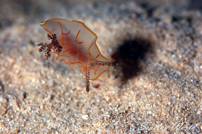 キスジカンテンウミウシ Halgerda diaphana