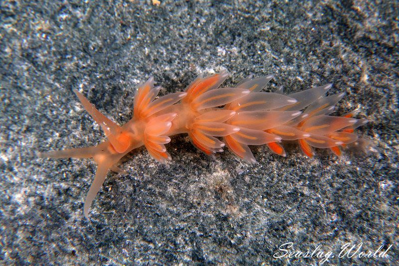 限定価格セール！ ウミウシ ガイドブック 洋書 Nudibranch