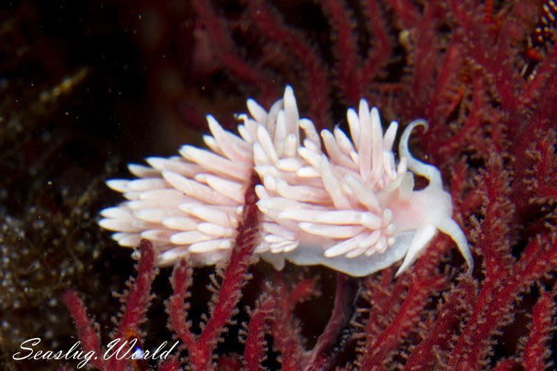 サクラミノウミウシ Sakuraeolis sakuracea