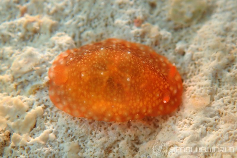 クロシタナシウミウシ属の一種 3 Dendrodoris sp. 3