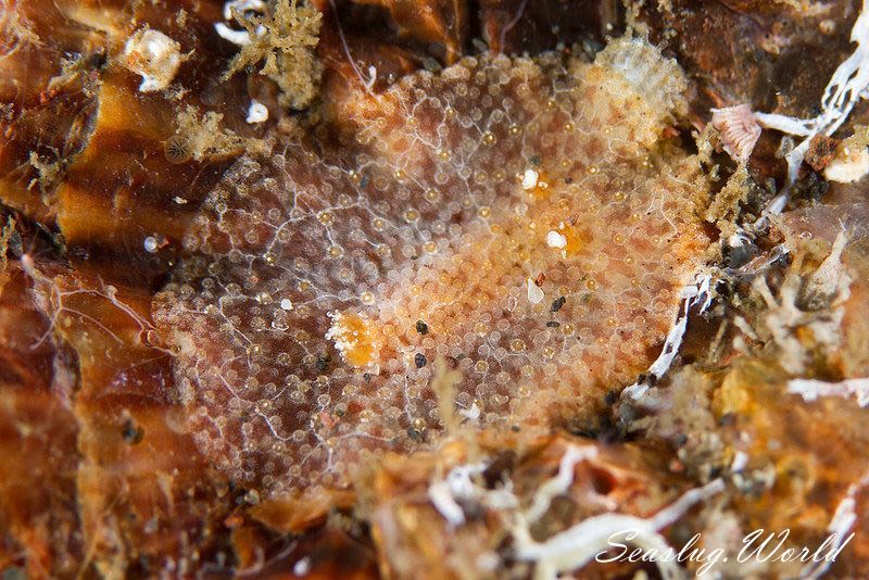 センリョウウミウシ Carminodoris bifurcata