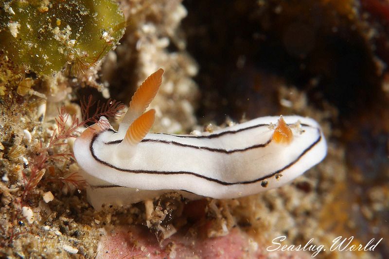 ホンノリイロウミウシ Chromodoris sp. 7