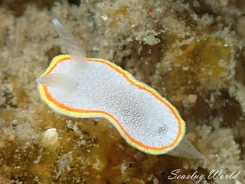 ミツイラメリウミウシ Diaphorodoris mitsuii