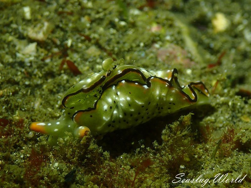 コノハミドリガイ Elysia marginata