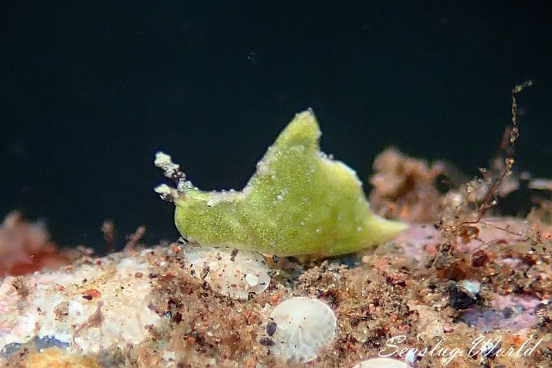 サンカクミドリガイ Elysia flavipunctata