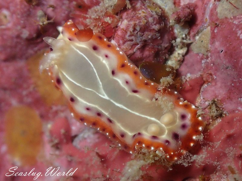 セトイロウミウシ Goniobranchus setoensis