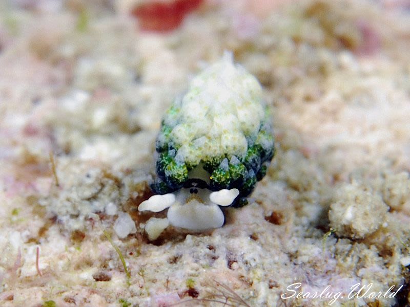 ネオンモウミウシ Costasiella fridae