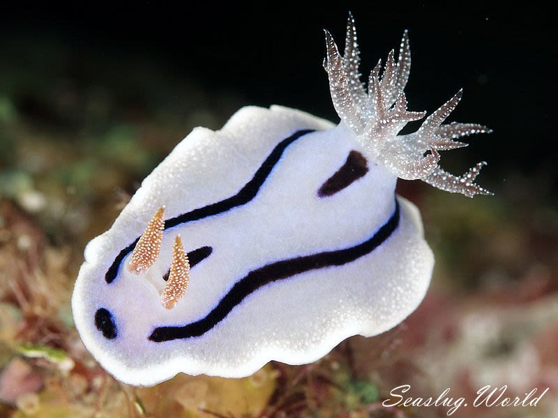 ミゾレウミウシ Chromodoris willani