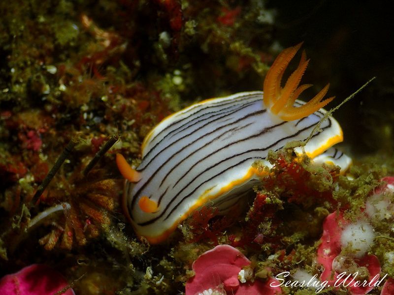 クロスジウミウシ Chromodoris sp. 6