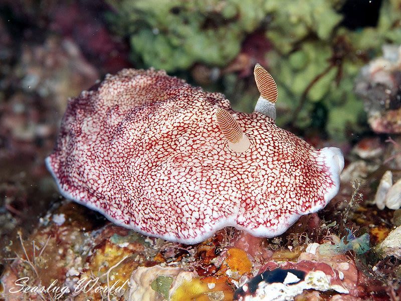 チリメンウミウシ Goniobranchus reticulatus