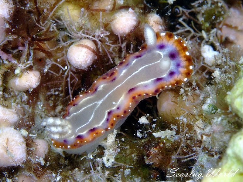 セトイロウミウシ Goniobranchus setoensis