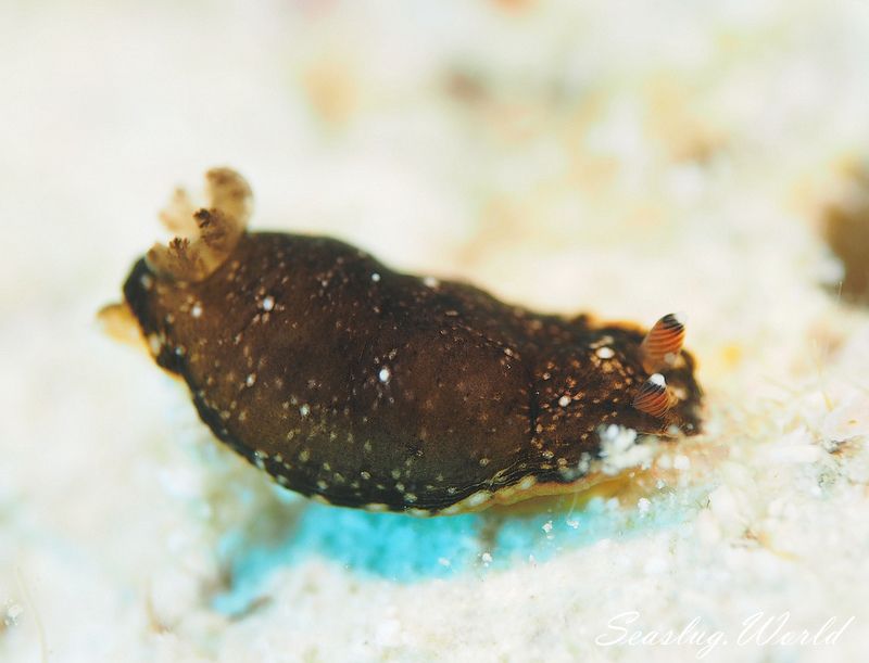 ホンクロシタナシウミウシ Dendrodoris nigra