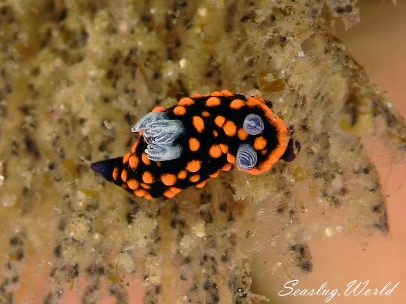 クロスジリュウグウウミウシ属の一種 3 Nembrotha sp. 3