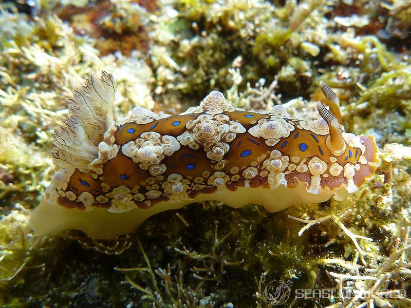 ミヤコウミウシ Dendrodoris krusensternii