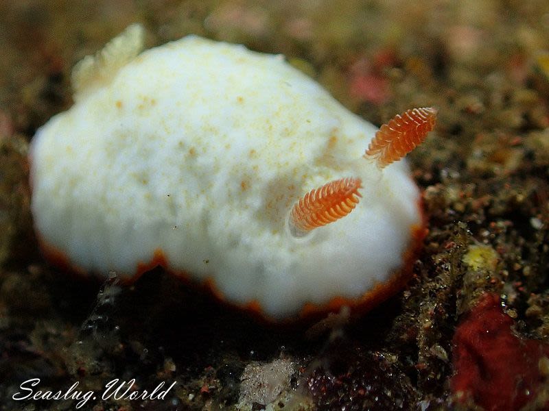 ミナミシラヒメウミウシ Goniobranchus verrieri