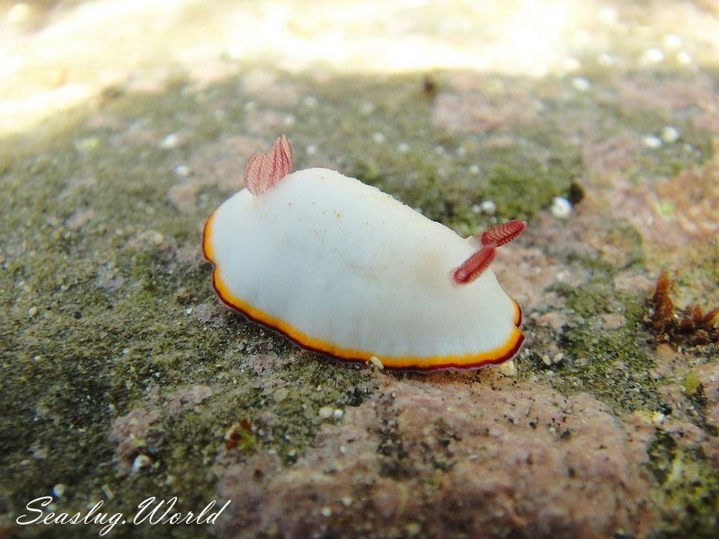 シラヒメウミウシ Goniobranchus sinensis