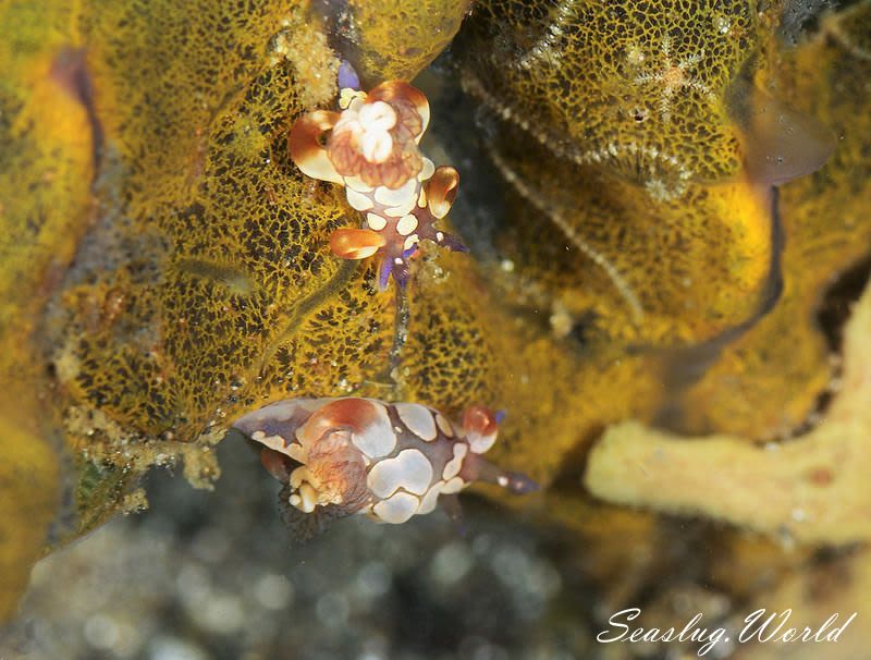 シラタマツガルウミウシ Trapania scurra