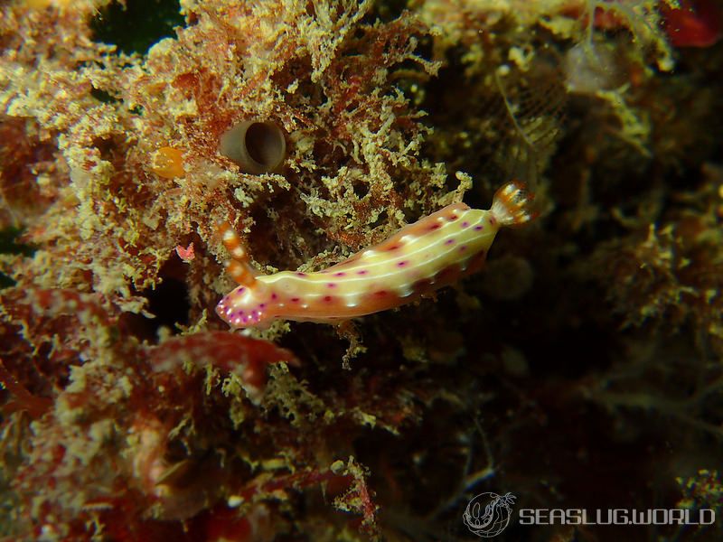 センテンイロウミウシ Hypselodoris decorata