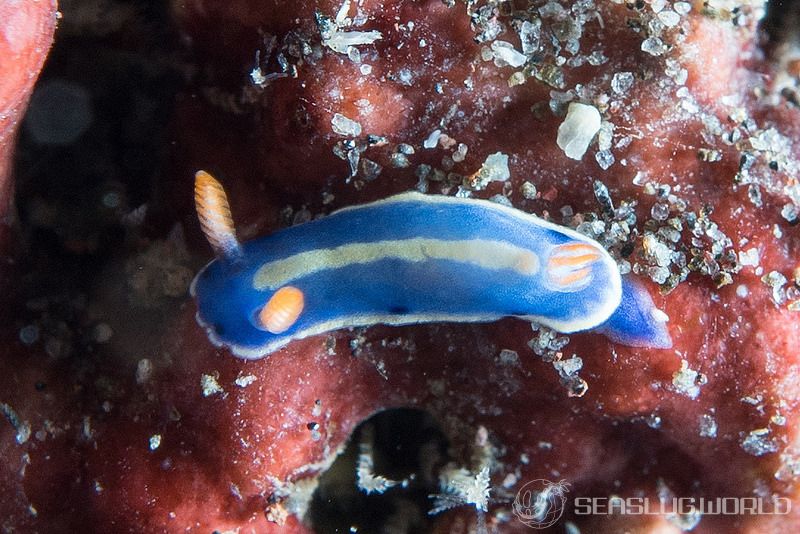 アオウミウシ Hypselodoris festiva