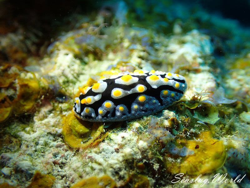 ボンジイボウミウシ Phyllidia exquisita