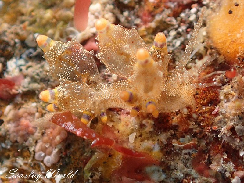 ツノトゲホリミノウミウシ Eubranchus rubropunctatus