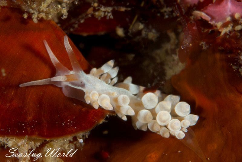 パルナシウス・パトリキウス・コッピ（1メス・中国新疆省）