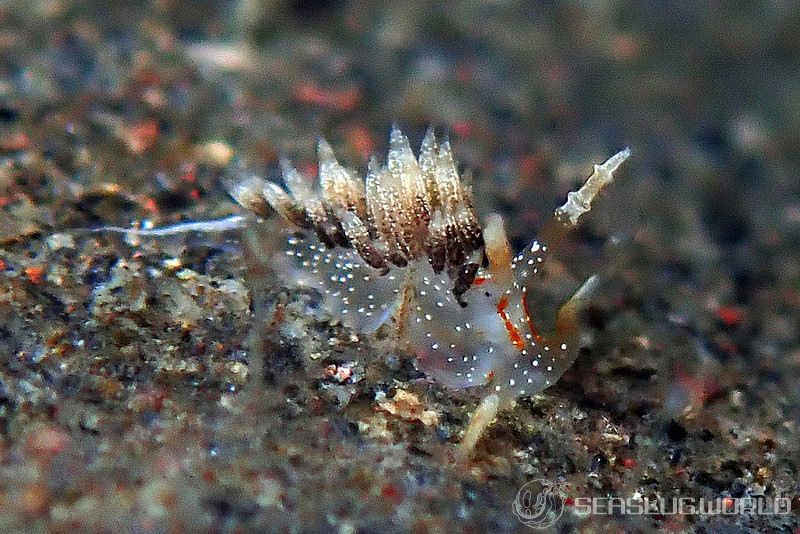 シャクジョウミノウミウシ Phidiana anulifera