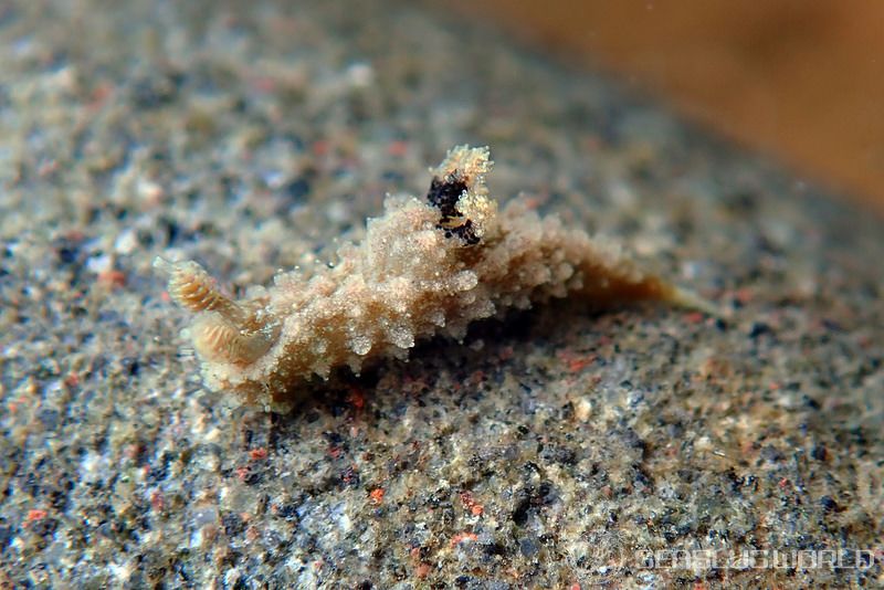 オウカンウミウシ Polycera japonica