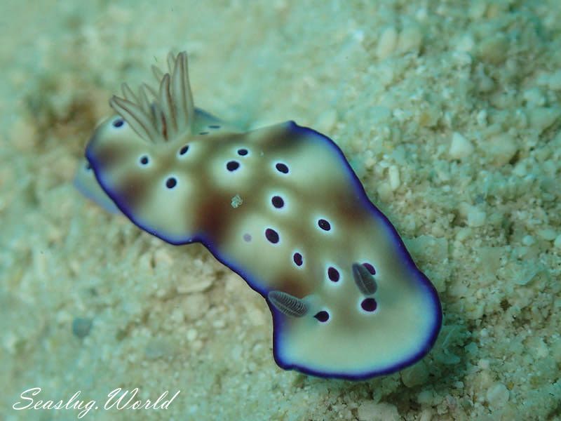 マダライロウミウシ Hypselodoris tryoni