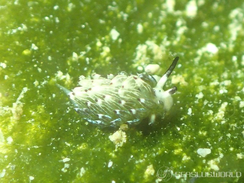 ウサギモウミウシ Costasiella usagi