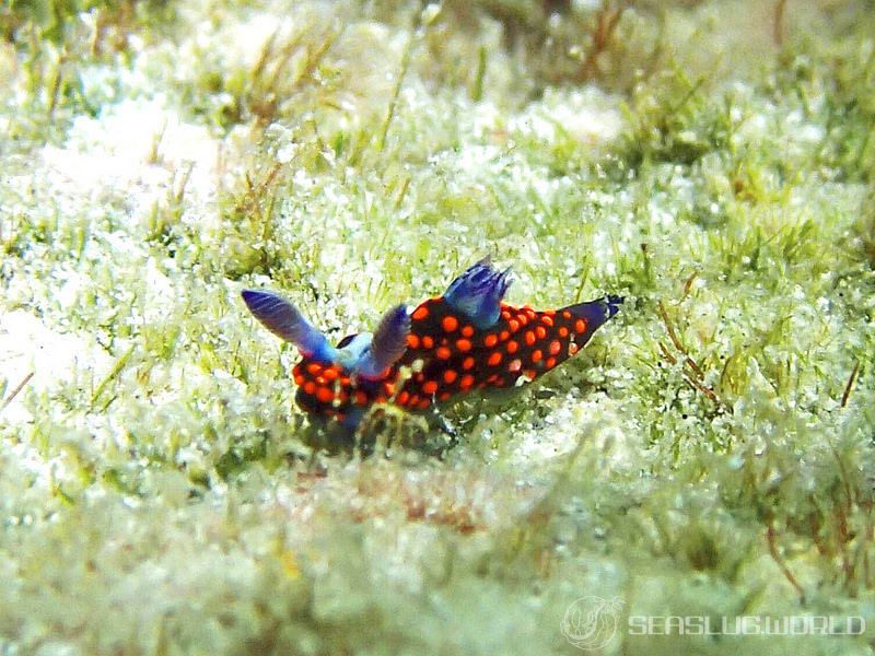 クロスジリュウグウウミウシ属の一種 3 Nembrotha sp. 3