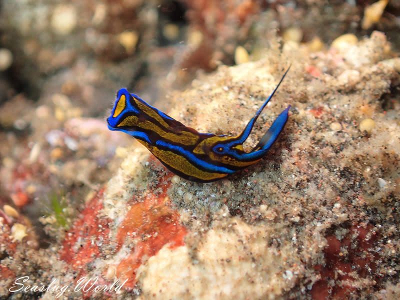 ニシキツバメガイ Chelidonura hirundinina