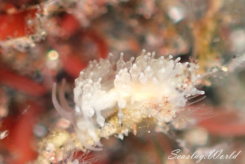 ホリミノウミウシ属の一種 16 Eubranchus sp.16