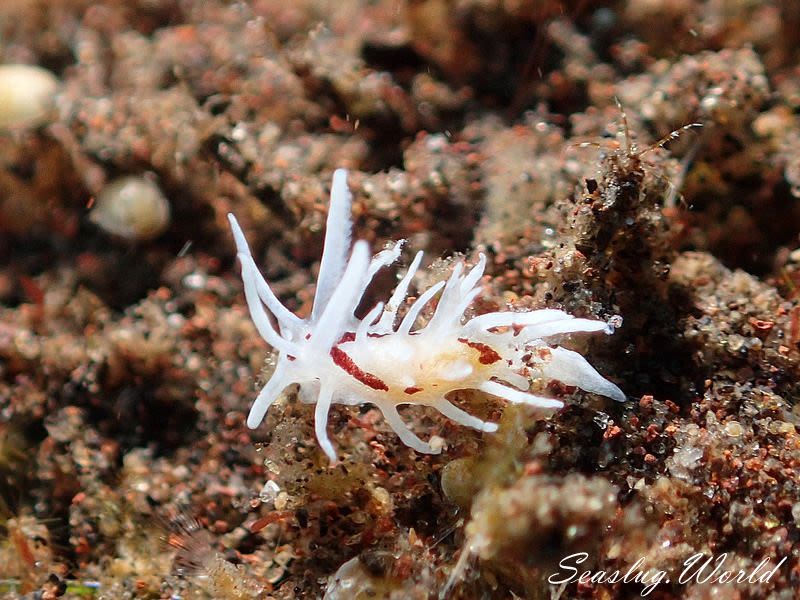 チャシミイバラウミウシ Bermudella brunneomaculata