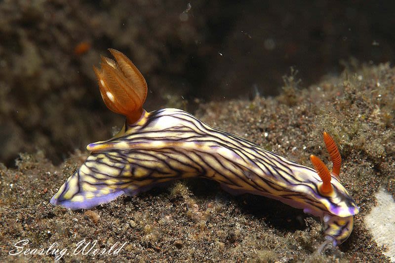 ソヨカゼイロウミウシ Hypselodoris zephyra