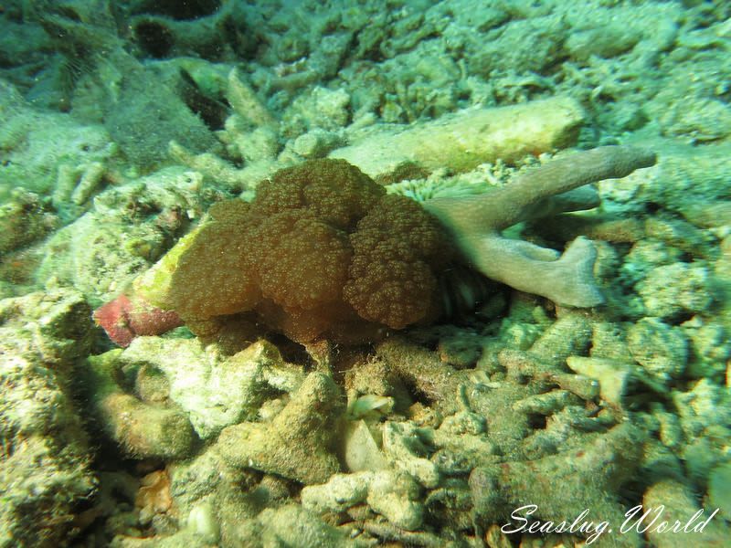 サンゴメリべ Melibe coralophilia