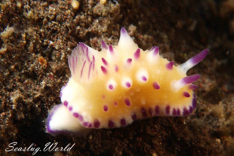 レンゲウミウシ Mexichromis multituberculata