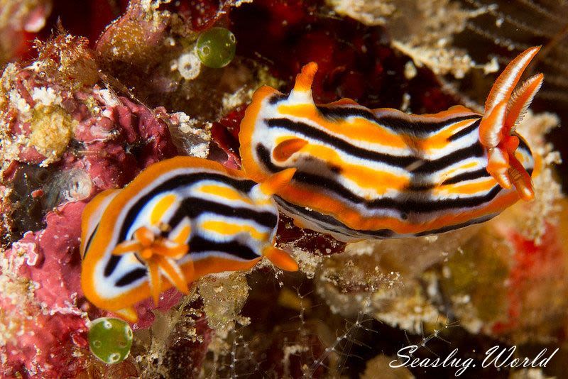 ガヒイロウミウシ Chromodoris sp. 2