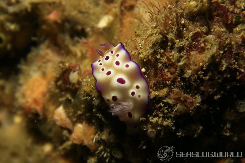 マダライロウミウシ Hypselodoris tryoni