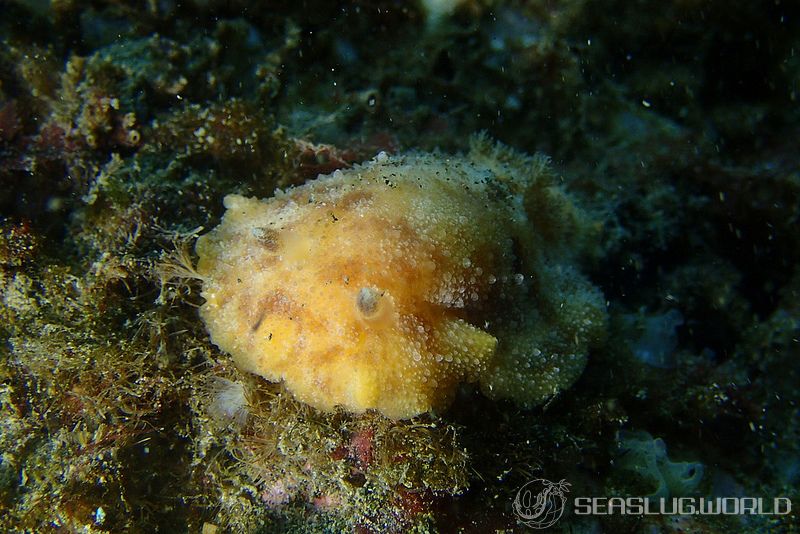 ヤマトウミウシ Homoiodoris japonica