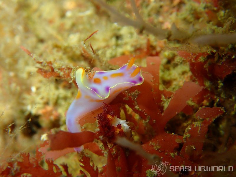 ニシキウミウシ Ceratosoma trilobatum